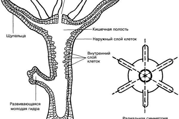 Omg omg ссылка для тор браузера