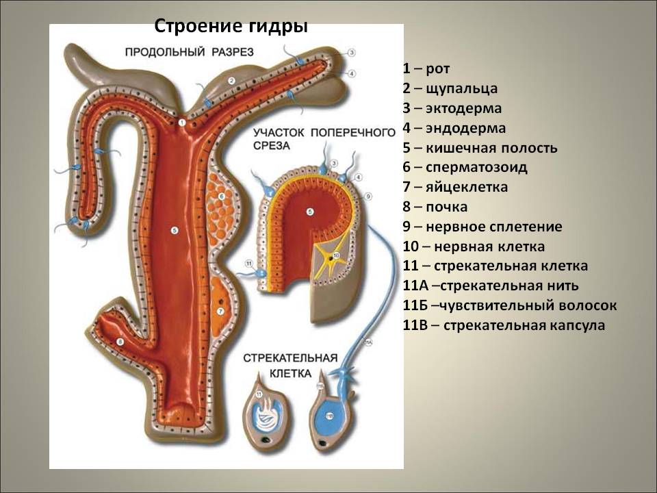 Ссылка на омг омг